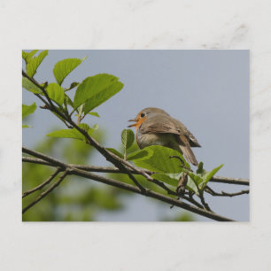 Niedliche Singing Robin DIY Postcard Postkarte