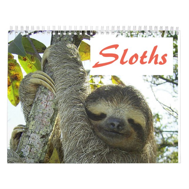Niedliche Sloth-Bilder | Adorable Sloth Fotos Kalender (Titelbild)
