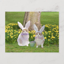 Niedliche, sonnige Katzen Postkarte