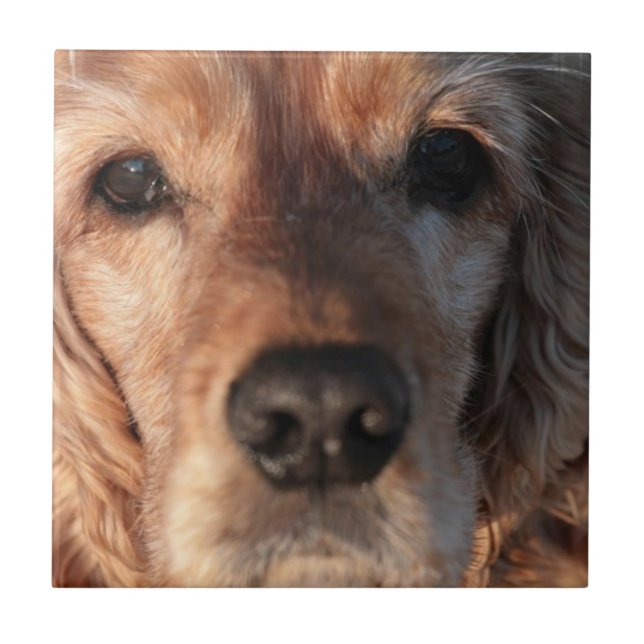Niedliche Spaniel-Fliese Fliese (Vorderseite)