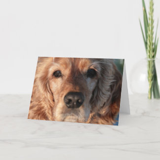 Niedliche Spaniel-Gruß-Karte Karte