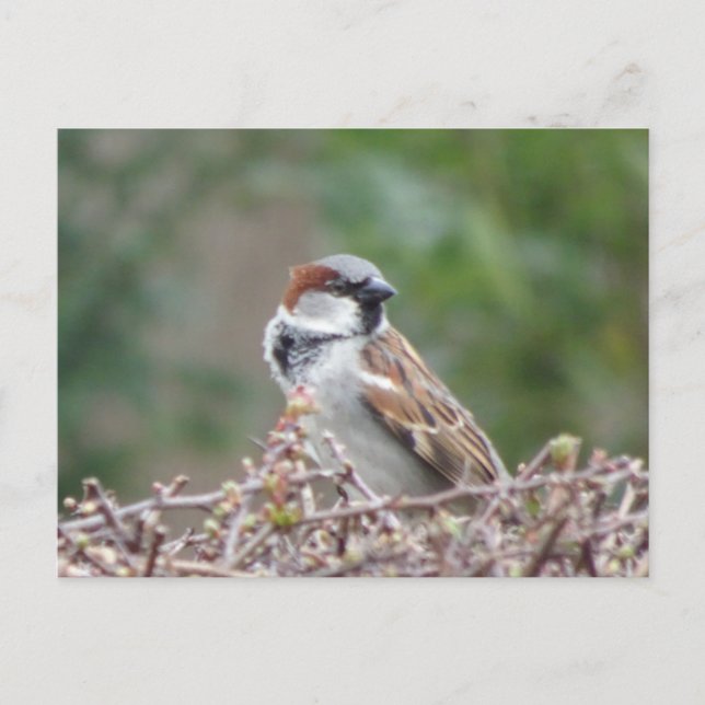 Niedliche Sparrow DIY Postkarte (Vorderseite)