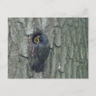 Niedliche Starts mit Youngling DIY Postkarte