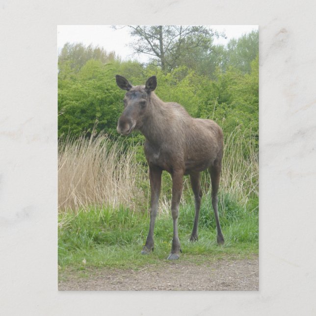 Niedliche Stehende Elch DIY Postkarte (Vorderseite)