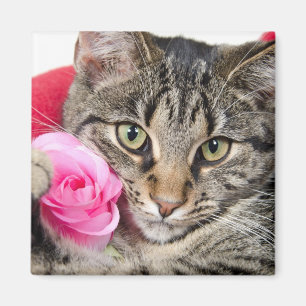 Niedliche Tabby-Katze mit Rose Magnet