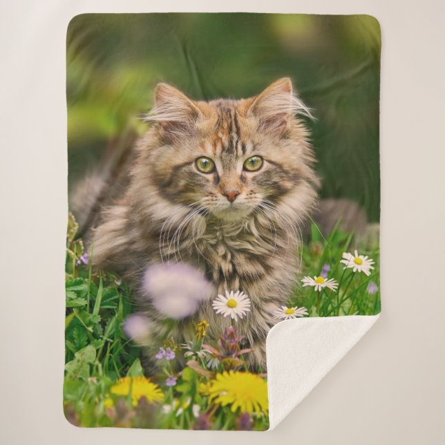 Niedliche Tabby Maine Coon Kitten Cat Animal Head  Sherpadecke (Vorderseite)
