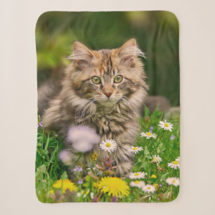Niedliche Tabby Maine Coon Kitten Cat Animal Head Sherpadecke