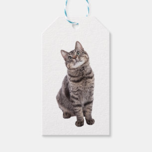 Niedliche Tablettenkatze Geschenkanhänger