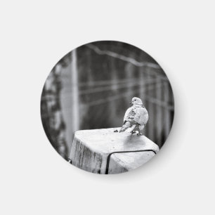 Niedliche Taube Magnet