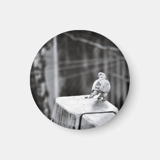 Niedliche Taube Magnet