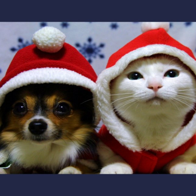 Niedliche Tiere Postkarte (Von Creator hochgeladen)