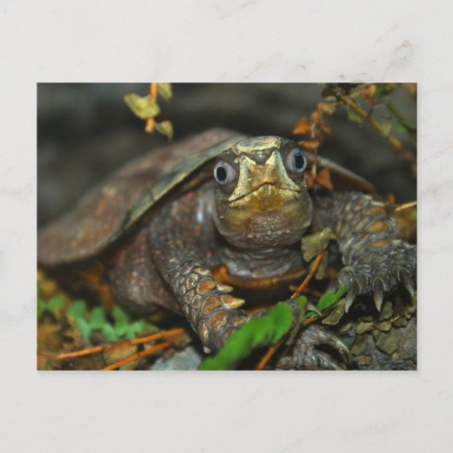 Niedliche Tortoise Evaaar Postkarte (Vorderseite)