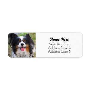Niedliche Tri Color Papillon Puppy Dog Rücksendead