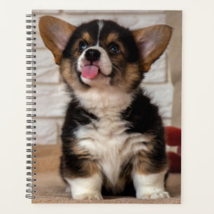 Niedliche Tri color Pembroke Welsh Corgi Welppy Do Planer