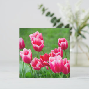 Niedliche Tulips im Garten