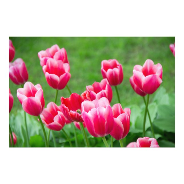 Niedliche Tulips im Garten Fotodruck (Vorne)