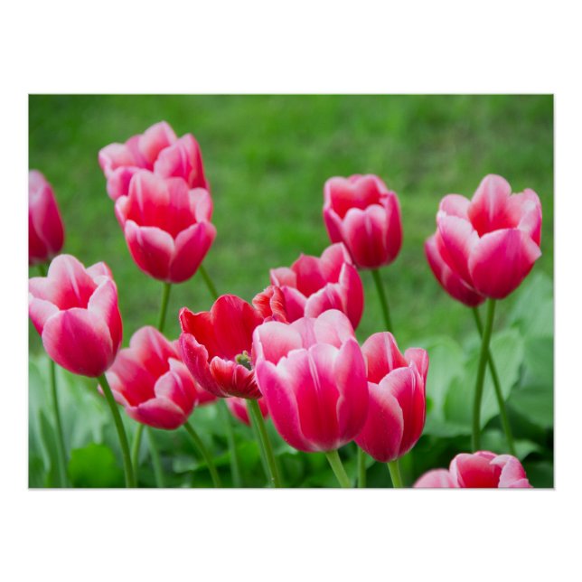 Niedliche Tulips im Garten Poster (Vorderseite)