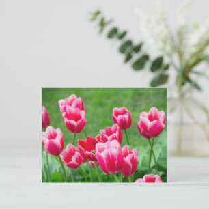 Niedliche Tulips im Garten Postkarte