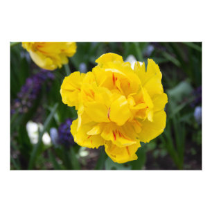 Niedliche Tulpen im Garten Fotodruck