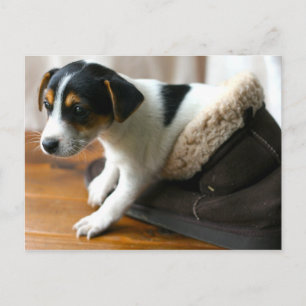 Niedliche Ugg Puppy Postcard (Jack Russell Terrier Postkarte