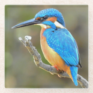 Niedliche und farbenfrohe Kingfisher oder Alcedini Glasuntersetzer