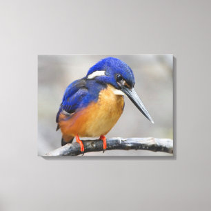Niedliche und farbenfrohe Kingfisher oder Alcedini Leinwanddruck