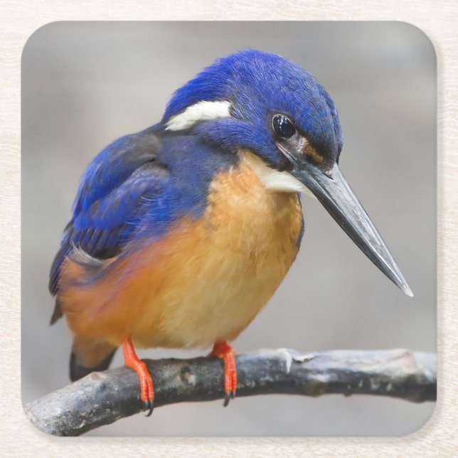 Niedliche und farbenfrohe Kingfisher oder Alcedini Rechteckiger Pappuntersetzer (Vorderseite)