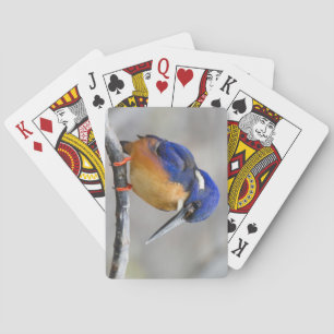 Niedliche und farbenfrohe Kingfisher oder Alcedini Spielkarten