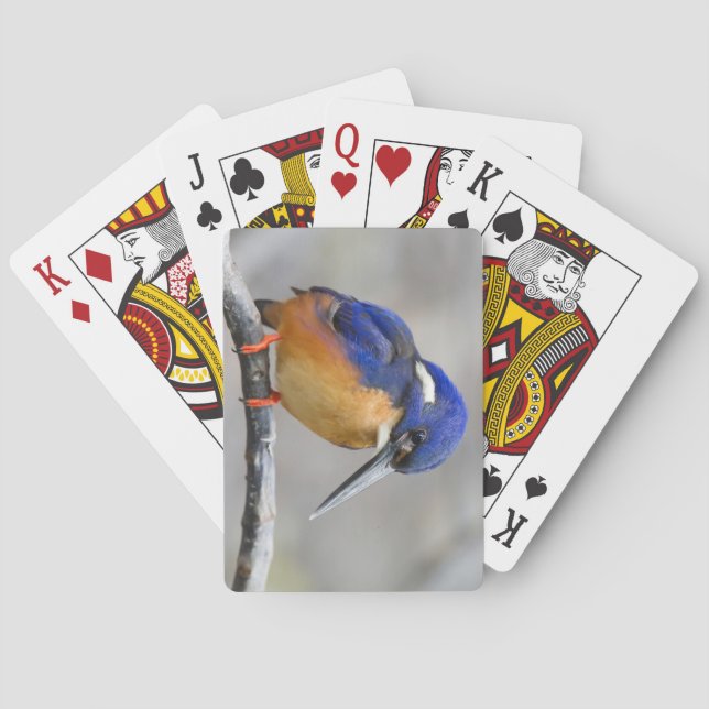 Niedliche und farbenfrohe Kingfisher oder Alcedini Spielkarten (Rückseite)