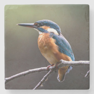 Niedliche und farbenfrohe Kingfisher oder Alcedini Steinuntersetzer