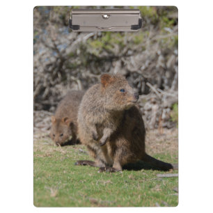Niedliche und glückliche Quokkas in Australien Klemmbrett
