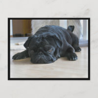 Niedliche und lila Black Mops-Chipkarte