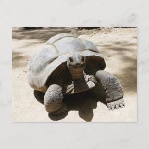 Niedliche und neugierige Strandschildkröte Postkarte