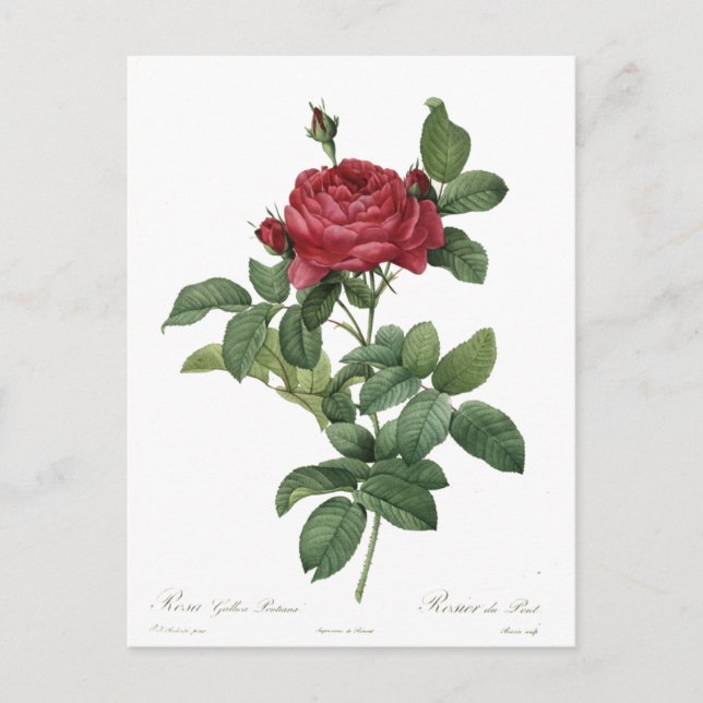 Niedliche Vintage Rose Botanische Schöne Blüte Postkarte (Vorderseite)