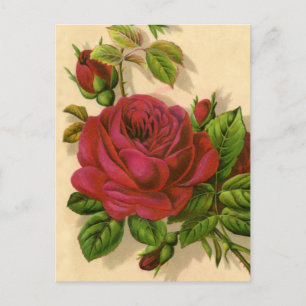 niedliche Vintage Rose Postkarte