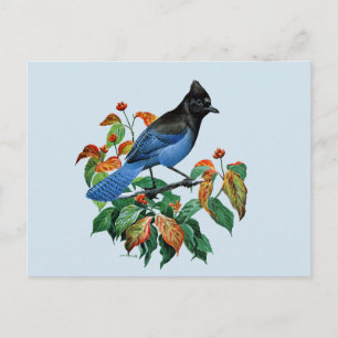 Niedliche Vintage Stellars Jay-Vogelpostkarte Postkarte