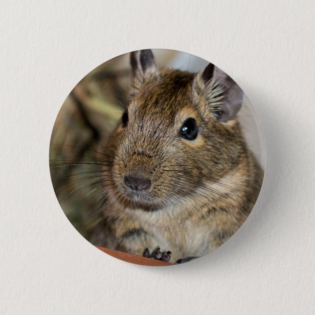 Niedliche wachsame Degu Fotografie Button (Vorderseite)