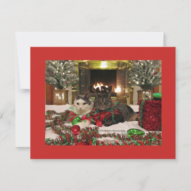 Niedliche Weihnachtskatzen Feiertagskarte (Vorderseite)