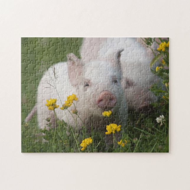 Niedliche weiße Ferkel in den gelben Blumen - Puzzle (Horizontal)