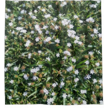 Niedliche weiße Wildblumen für das Gras-Foto Druck