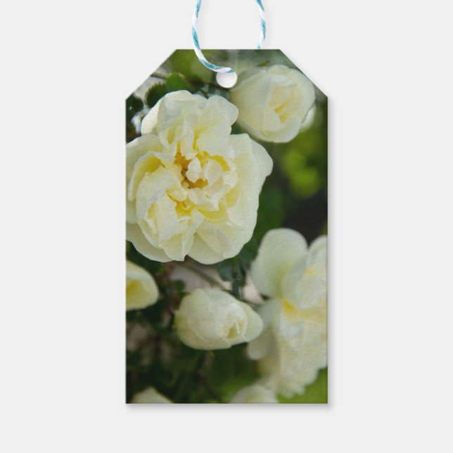 Niedliche Weißrosen für positive Geschenkanhänger (Vorderseite)