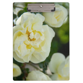 Niedliche Weißrosen für positive Klemmbrett