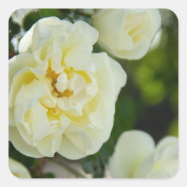 Niedliche Weißrosen für positive Quadratischer Aufkleber