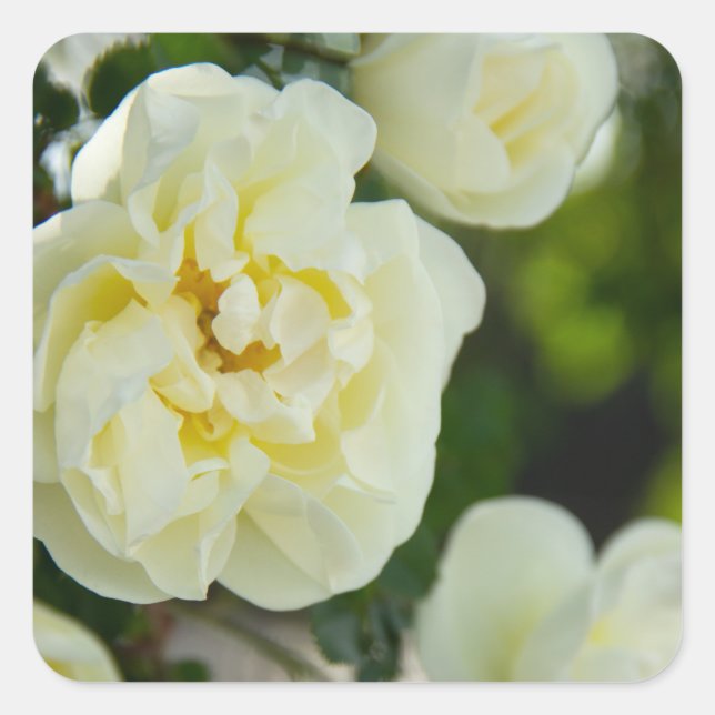 Niedliche Weißrosen für positive Quadratischer Aufkleber (Vorderseite)