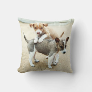 Niedliche Welpen spielen am Strand Kissen