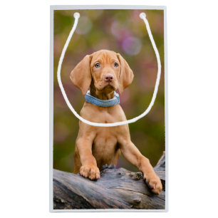 Niedliche Welpen ungarisch Vizsla Dog Welpe Foto / Kleine Geschenktüte