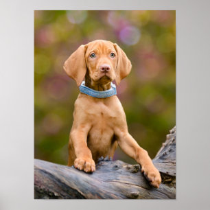 Niedliche Welpen ungarische Vizsla Hund Welpe Foto Poster