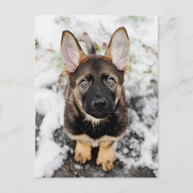 Niedliche Welpensuche Postkarte (Vorderseite)