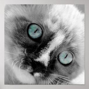 Niedliche White Kitten mit blauen Augen Poster