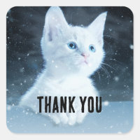 Niedliche White Kitten mit Hübschen Blue Eyes Viel